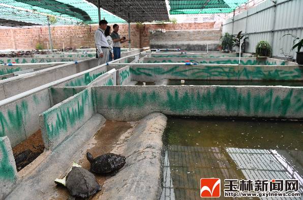 广西兴业县属于哪个市_安徽庐县下午几点吃饭_玉林新闻综合频道直播