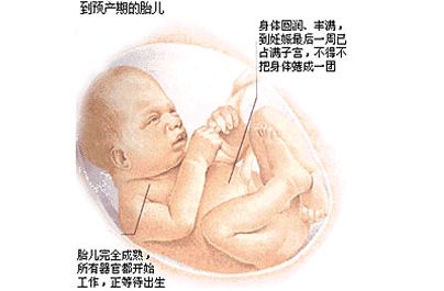 怀孕九个月 警惕这些快生的表现-怀孕期