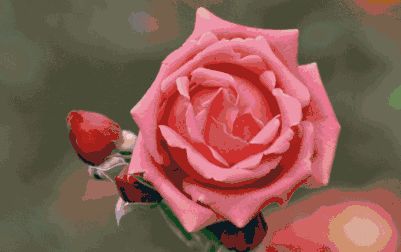 《The Rose》一首传唱了几十载的经典老歌,爱就是一朵花