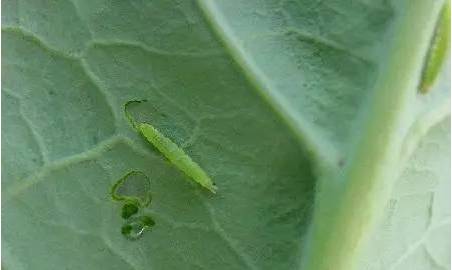 阿维菌素类药物_里奥阿维 布拉加_阿维菌素