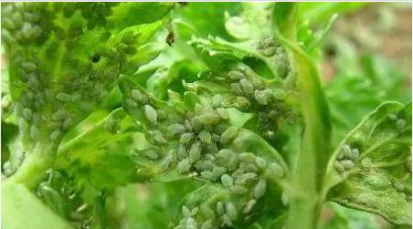 阿维菌素使用技术手册