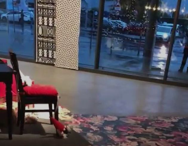 宜家邀请流浪汪“试睡”？这个冬天真的太温暖了吧