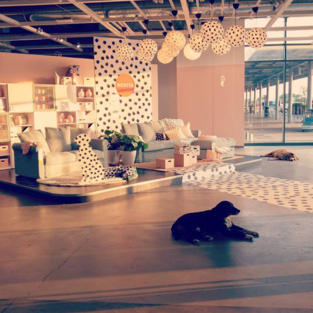 宜家邀请流浪汪“试睡”？这个冬天真的太温暖了吧