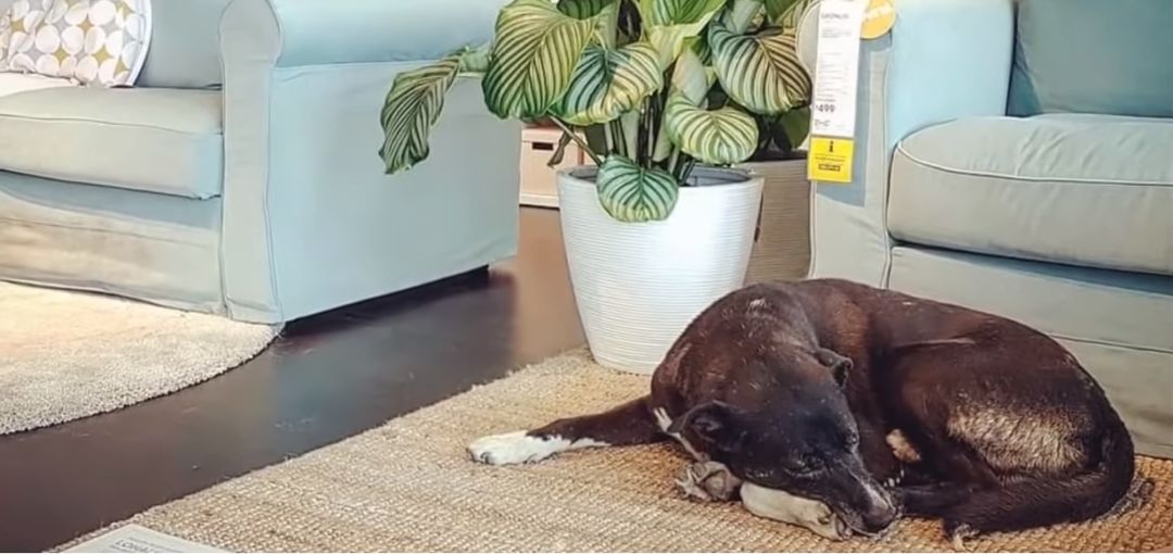 宜家邀请流浪汪“试睡”？这个冬天真的太温暖了吧