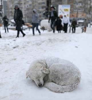 宜家邀请流浪汪“试睡”？这个冬天真的太温暖了吧