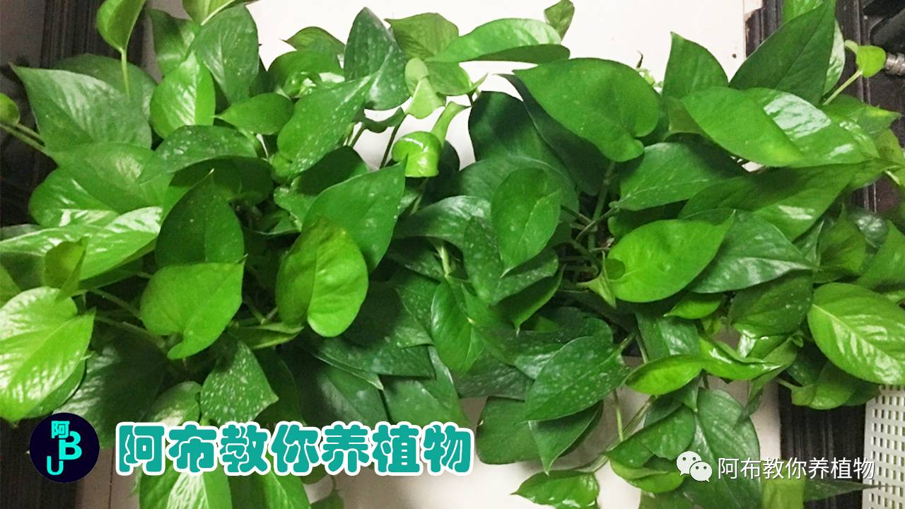 最后呢,我们注意一下光照强度,别太阴暗,放到窗台边上养护,这样才能