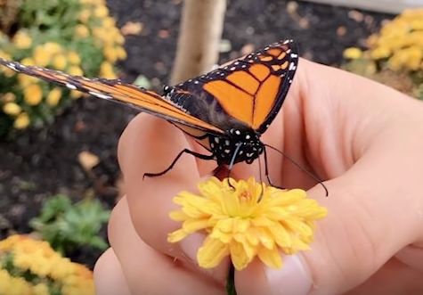 纽约小哥偶然救了一只蝴蝶，没想到成了男版“香妃”……他们的故事暖哭了200万人