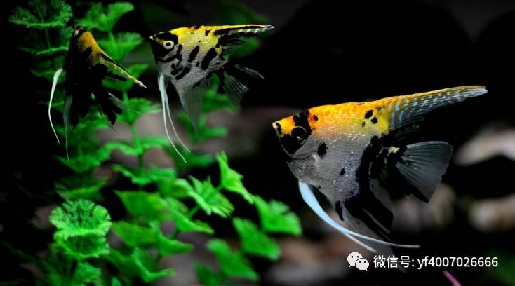水族百科(神仙鱼篇)