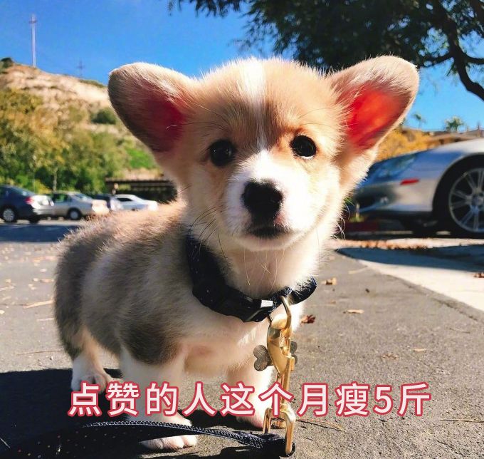我们一起学猫叫