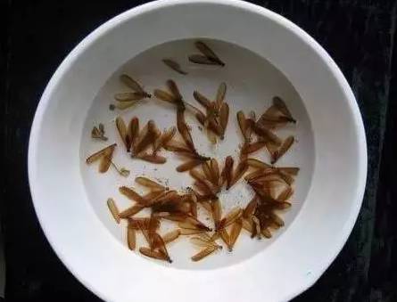 木地板殺蟲(chóng)劑哪個(gè)好_殺蟲(chóng)噴射劑_地板靜電消除劑