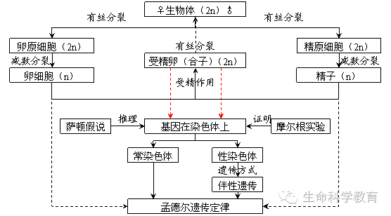 高中生物必修2第一二章知识结构图