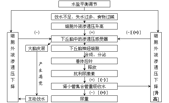 高中生物必修3第二章概念图