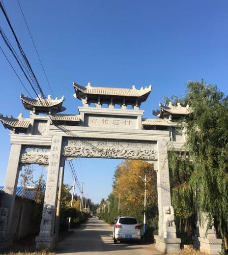 苇厂的菊花特点_菊花的特点_菊花特点与品质