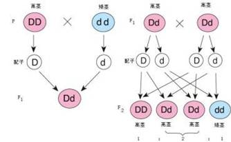 成对的基因(等位
