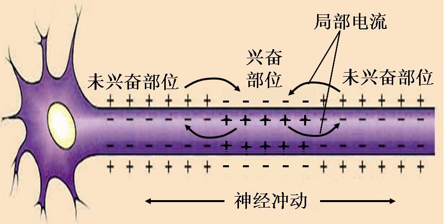 4.兴奋的传导的方向:双向