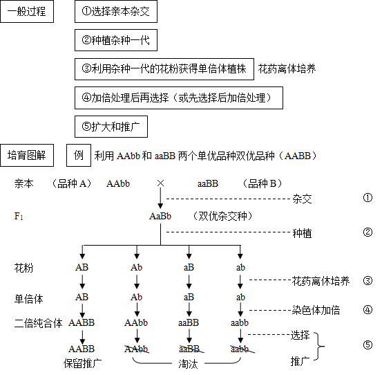 6.46单倍体育种