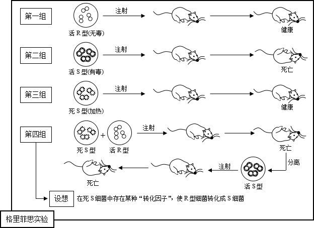 6.1证明dna是遗传物质的实验(1)——肺炎双球菌的转化实验