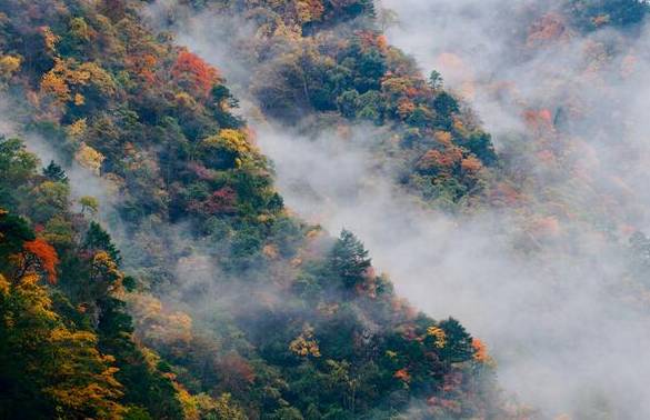 四川最美的15個紅葉區，一到秋天就燃成一片片紅海！ 旅行 第67張