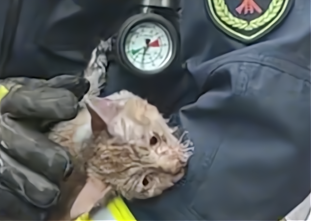 山西：猫咪被救出火场向蓝朋友撒娇，赖在怀中，感人一幕曝光