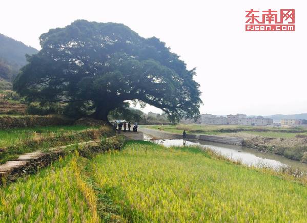 福安下白石外宅村大溪护岸上游,一些村民在榕树下休闲散步.