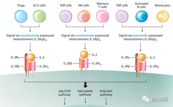 偏向性IL-2凉了？ - 脉脉