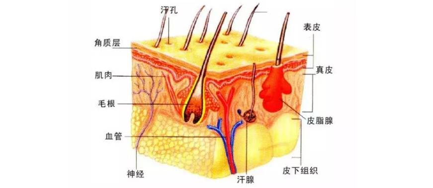 经期护肤保养_男人如何护肤保养皮肤_男人皮肤如何保养