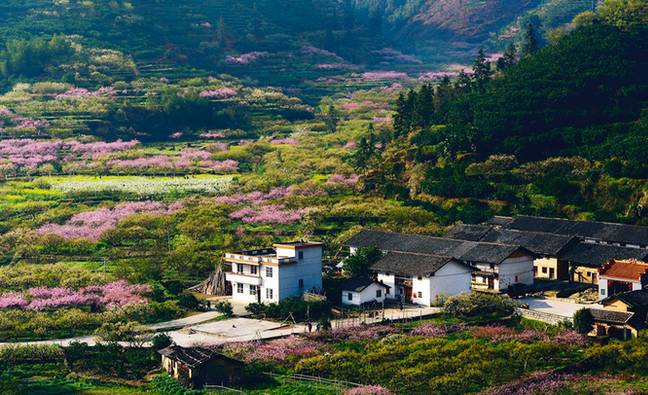 三月来九峰山看花海:十里桃花,百里李花,千里画廊!