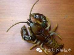 蝲蛄[lǎ gū(东北黑鳌虾)和小龙虾(克氏原鳌虾)是不同的动物.
