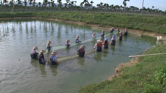 致富经泥鳅_致富泥鳅养殖技术_致富经养泥鳅视频播放