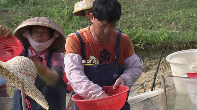 致富经养泥鳅视频播放_致富经泥鳅_致富泥鳅养殖技术