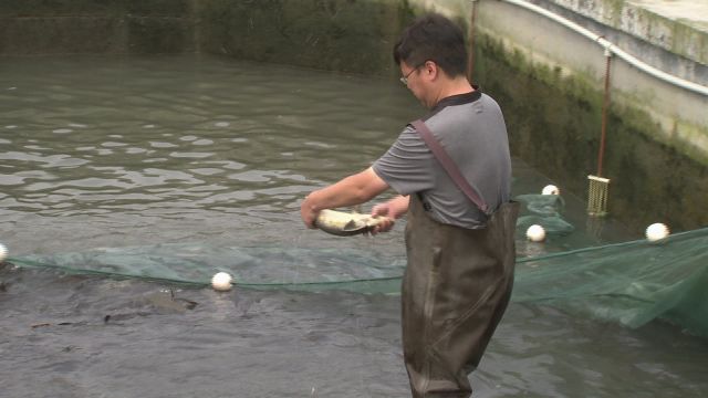 致富经养鱼一年多赚1000万_养鱼致富经_致富经养鱼视频大全集