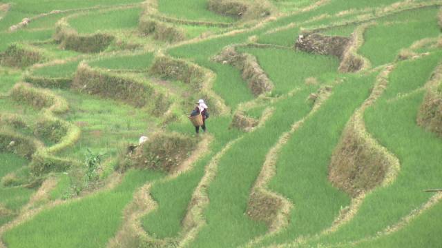 致富经泥鳅_致富经养泥鳅视频播放_泥鳅养殖户抱团致富