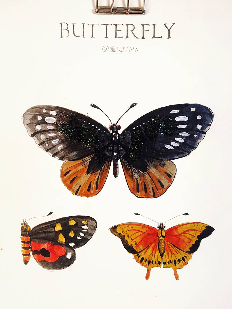 【水彩过程】自然收集物——蝴蝶