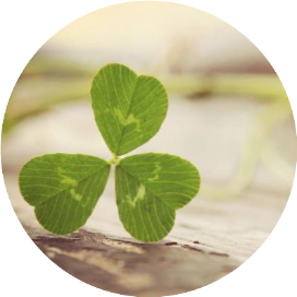 zdxh法律学系学生会