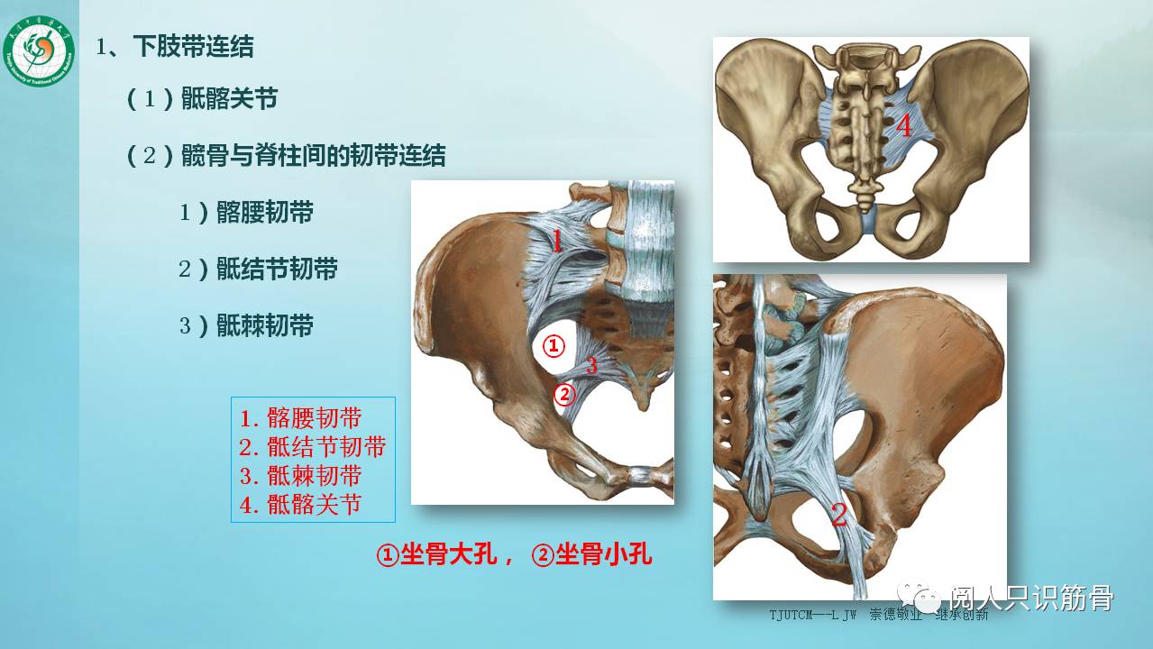 尾骨通过骶髂关节(骶髂关节浅层有髂腰韧带固定,骶结节韧带,骶棘韧带