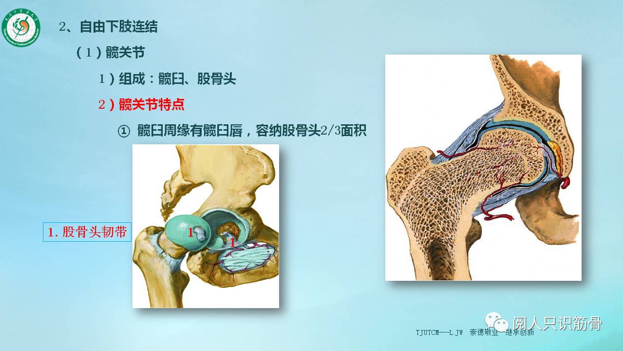 髋关节(hip joint)由髋臼与股骨头组成,为球窝关节.