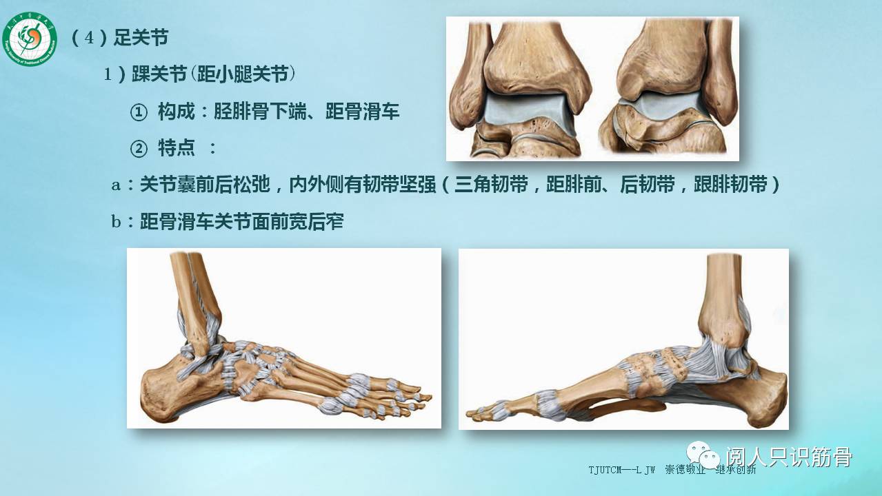 原创认识自己运动系统下肢骨连接