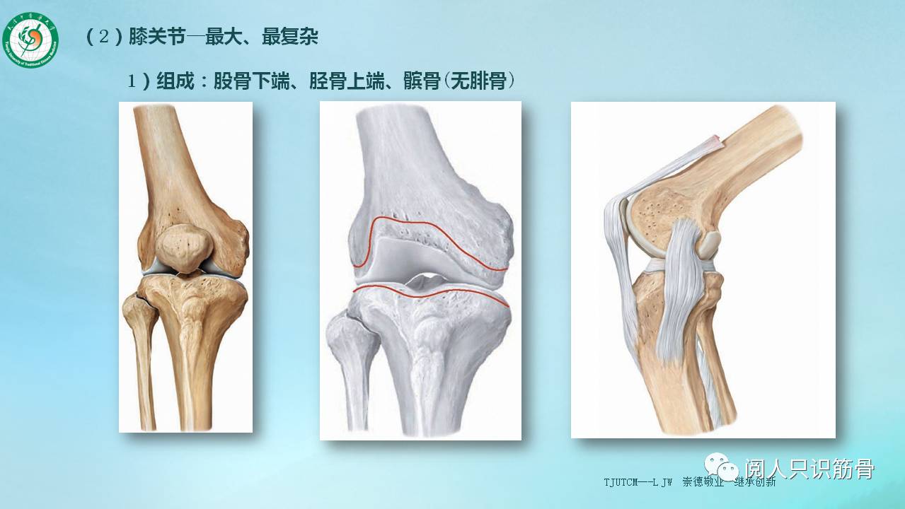 滑膜襞是关节囊的滑膜层突入到关节腔内,表面覆盖有脂肪,起到填充空旷