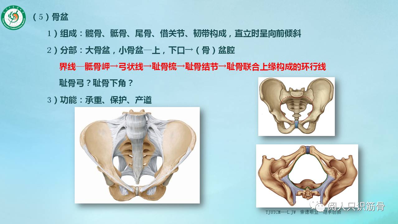 骨盆( pelvis) 由左,右髋骨和骶骨,尾骨以及其间的骨连结构成.