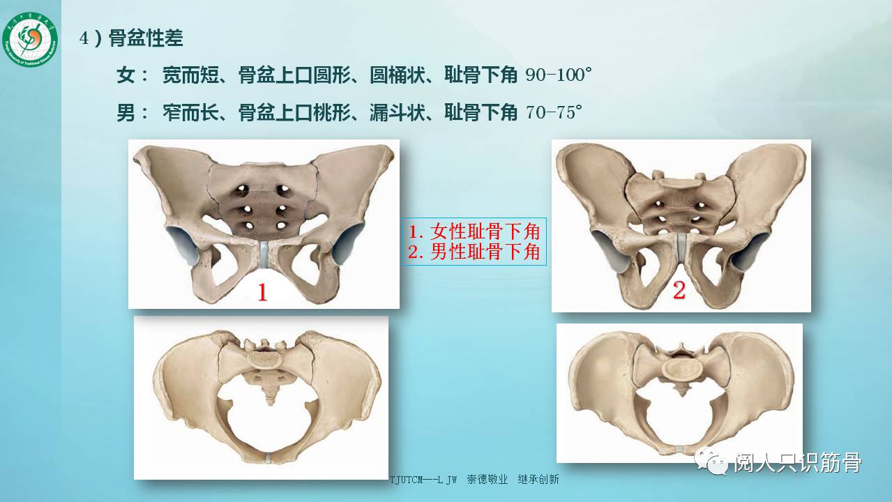 在人体的骨骼中,男,女骨盆的性别差异最为显著,在胎儿时期耻骨弓的