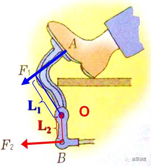 四,人体上的杠杆