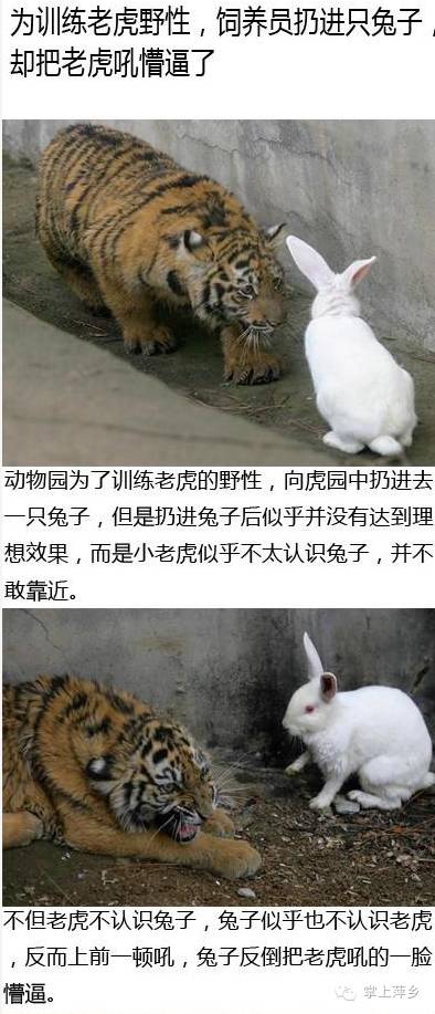 【掌上萍乡】笑多了会怀孕—他们说这就是被猪拱了的节奏-怀孕期