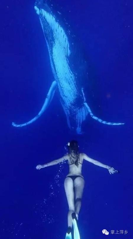 【掌上萍乡】笑多了会怀孕—他们说这就是被猪拱了的节奏-怀孕期