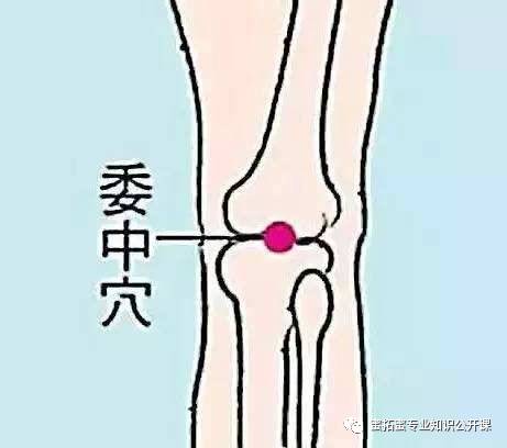 【十二经络】详解(图19)