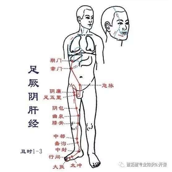 【十二经络】详解(图30)