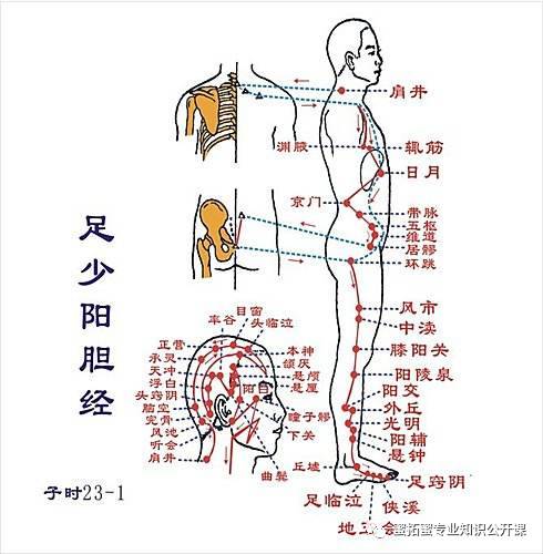 【十二经络】详解(图27)