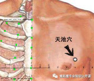 【十二经络】详解(图23)