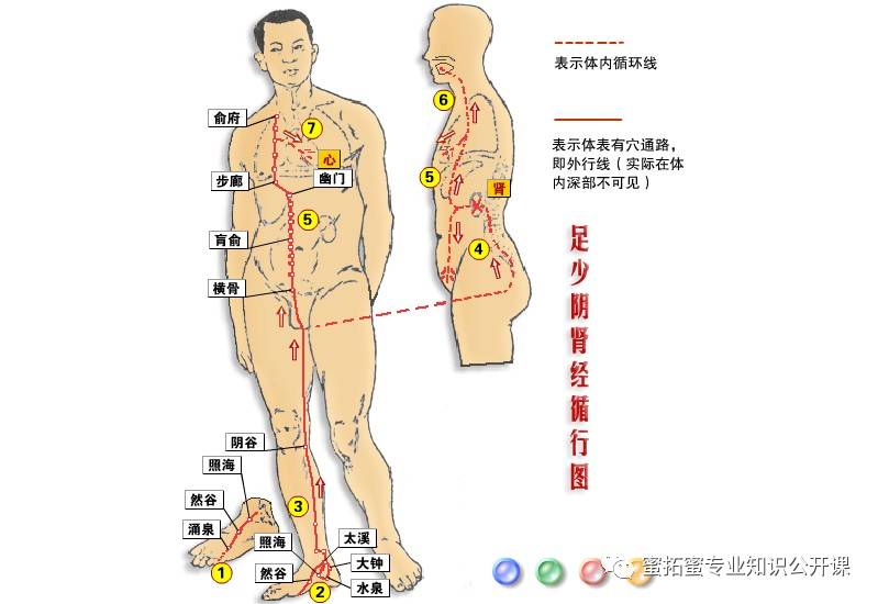 【十二经络】详解(图20)