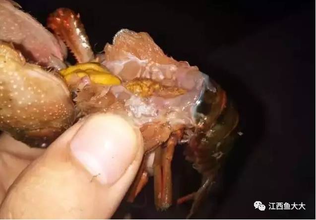 发育到黑色的时候表明即将排出体外,形成抱卵虾.小龙虾体