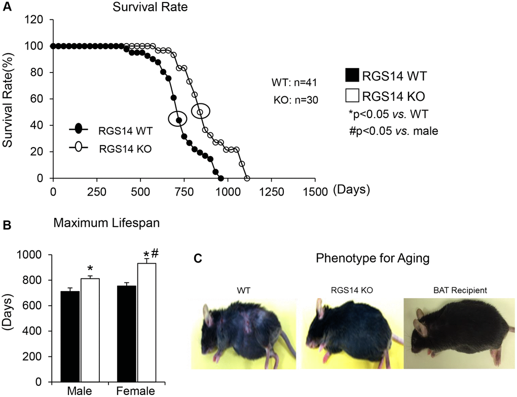 RGS14 KO model of longevity. (A) Kaplan-Meier survival curves for RGS14 KO and WT mice showed significantly augmented survival in RGS14 KO mice. (B) Maximum lifespan was significantly greater in RGS14 KO mice than in WT mice for both males and females. In addition, medium and maximum lifespan were greater in female RGS14 KO mice than in male RGS14 KO mice. (C) Furthermore, 24 month old RGS14 KO mice did not show the aging phenotype normally present in WT mice of similar age, including body atrophy, loss of hair and greying of fur color. In support of the key role of BAT in aging, old WT RGS14 KO BAT recipient mice, which had BAT transplanted at 3–4 months of age, had the appearance of healthful aging similar to the old RGS14 KO mice. A representative example of each is shown in panel C. For median lifespan analysis, a Mood’s Median Test, was used to determine differences in median lifespan. A Student’s t-test was used to test differences in maximum lifespan. *p #p